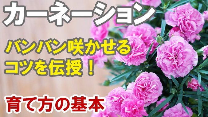 秒用花有人用过吗