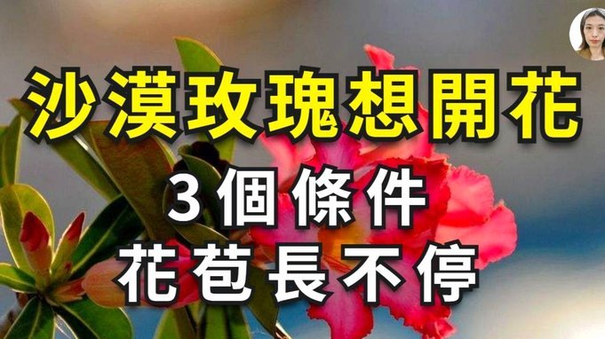 花呗兑现商家 出来怎么退款