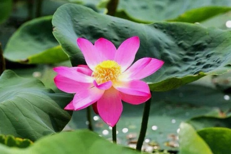 海鸥花呗：消费金融新锐平台