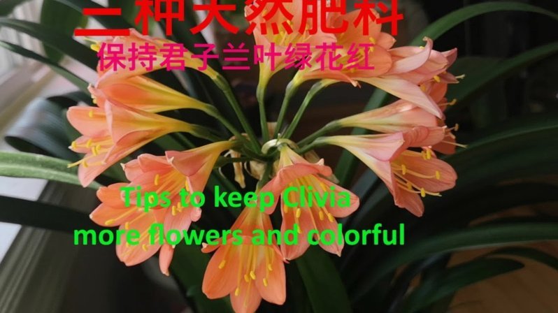 如何最大化利用花呗信用额度：合规高效的财务管理指南